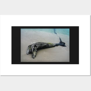 Driftwood Dolphin Posters and Art